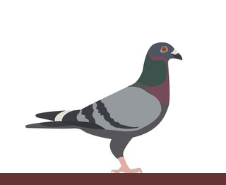 Pigeonchamp Logo Top Bar